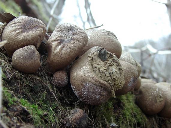 prášnica hruškovitá Lycoperdon pyriforme Schaeff.