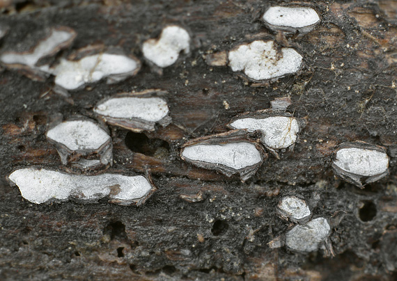 zúbkovka obyčajná Propolis farinosa (Pers.) Fr.