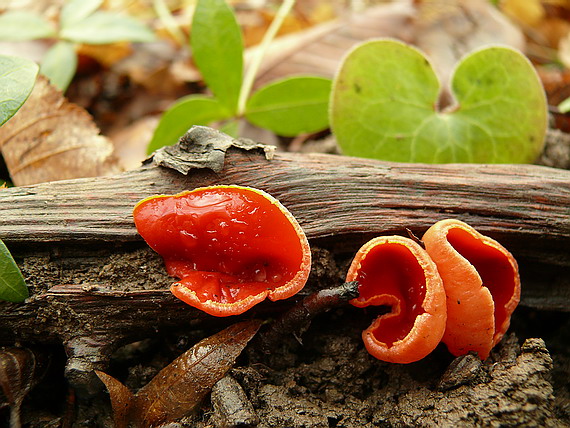 ohnivec šarlátový Sarcoscypha coccinea (Gray) Boud.