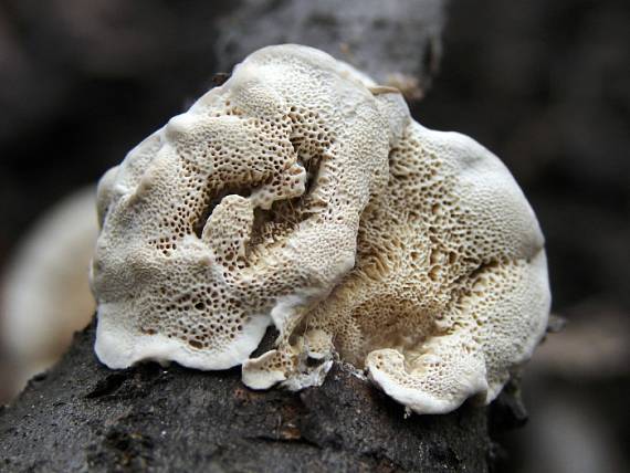 trúdnikovec hrbatý Trametes gibbosa (Pers.) Fr.