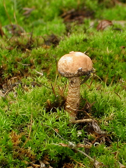 stopkovec zimný Tulostoma brumale Pers.