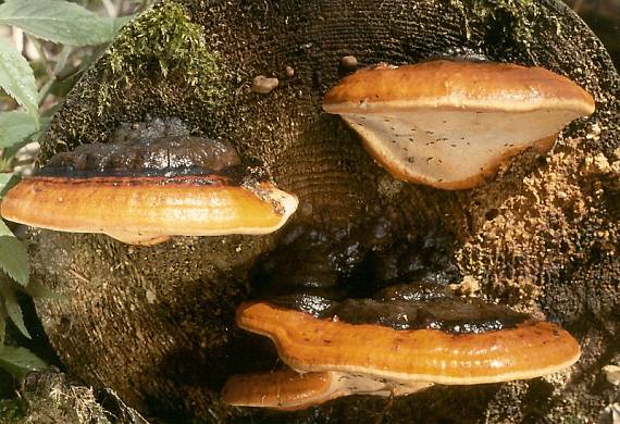 troudnatec pásovaný - Práchnovček pásikavý Fomitopsis pinicola (Sw.) P. Karst.