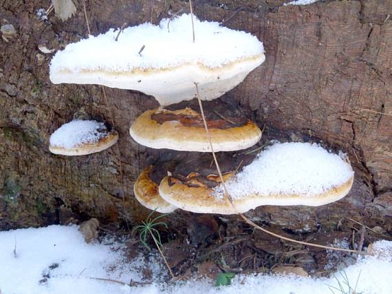 troudnatec pásovaný - Práchnovček pásikavý Fomitopsis pinicola (Sw.) P. Karst.