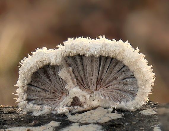 klanolupeňovka obyčajná Schizophyllum commune Fr.