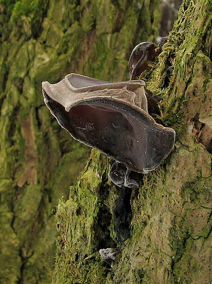 uchovec bazový Auricularia auricula-judae (Bull.) Quél.