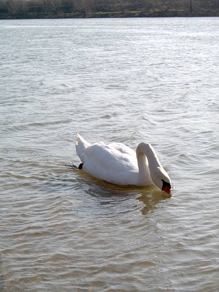 labuť hrbozobá Cygnus olor