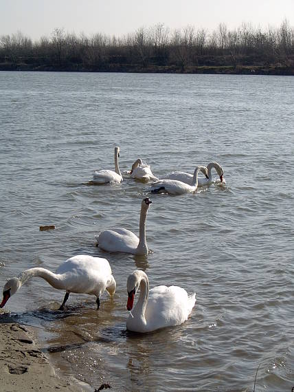 labuť hrbozobá Cygnus olor