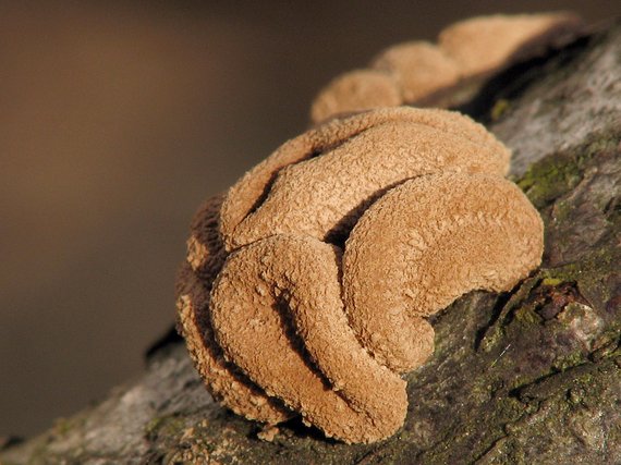 dutinovka otrubnatá Encoelia furfuracea (Roth) P. Karst.