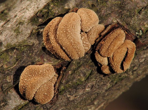 dutinovka otrubnatá Encoelia furfuracea (Roth) P. Karst.