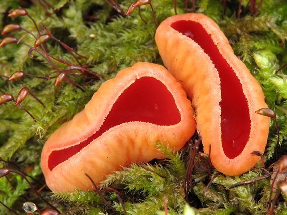 ohnivec šarlátový Sarcoscypha coccinea (Gray) Boud.