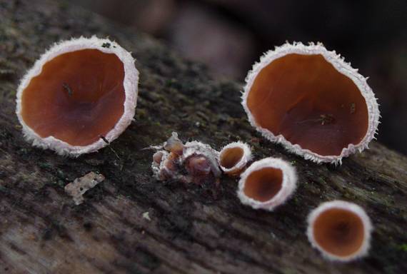 škľabka plstnatá Schizophyllum amplum (Lév.) Nakasone