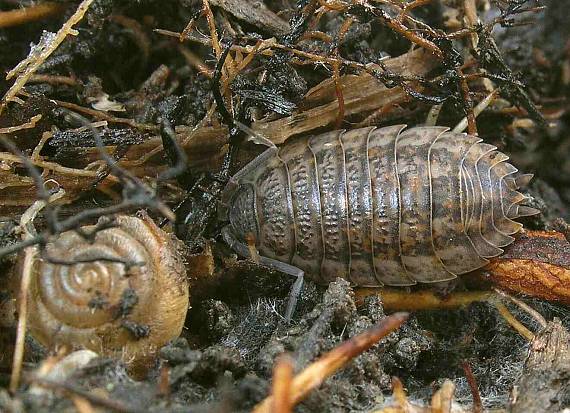 žižiavka Porcellio sp.