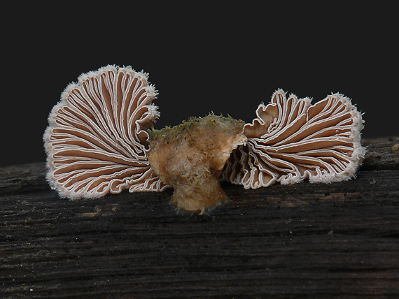 klanolupeňovka obyčajná Schizophyllum commune Fr.