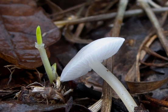 peniazočka smreková Strobilurus esculentus (Wulfen) Singer