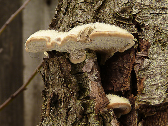 trúdnikovec chlpatý Trametes hirsuta (Wulfen) Lloyd