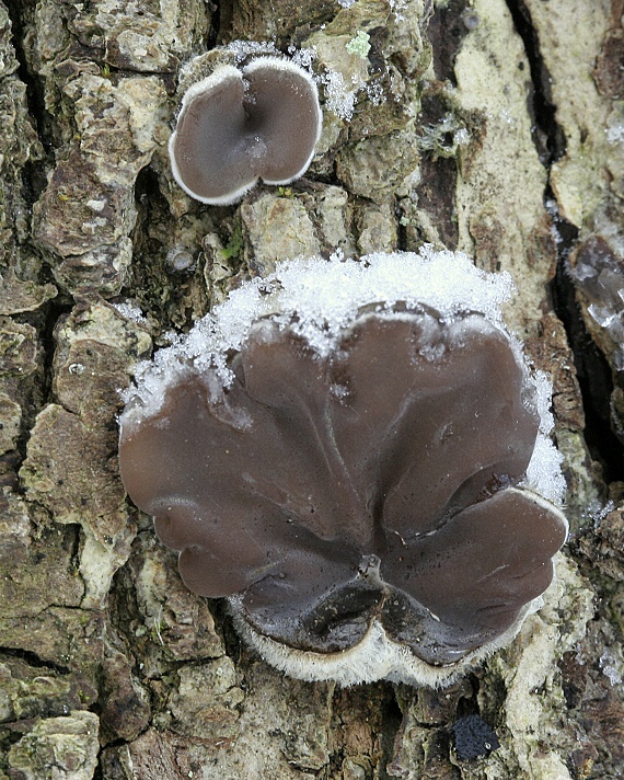 uchovka pásikavá Auricularia mesenterica (Dicks.) Pers.