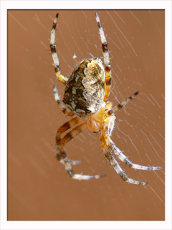 pavúk križiak Araneus diadematus