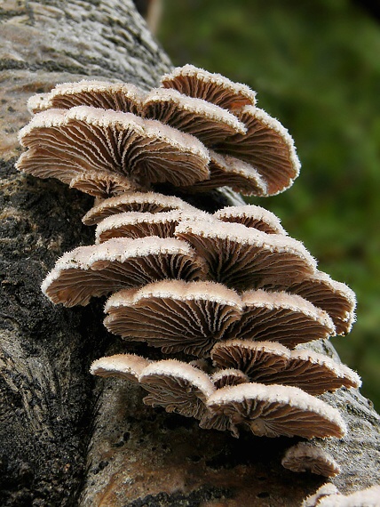 klanolupeňovka obyčajná Schizophyllum commune Fr.