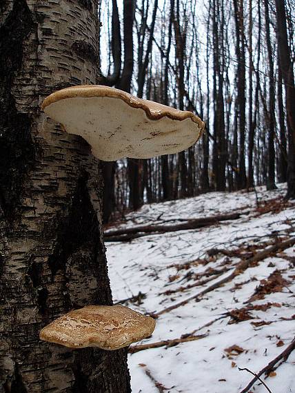 brezovník obyčajný Fomitopsis betulina (Bull.) B.K. Cui, M.L. Han & Y.C. Dai