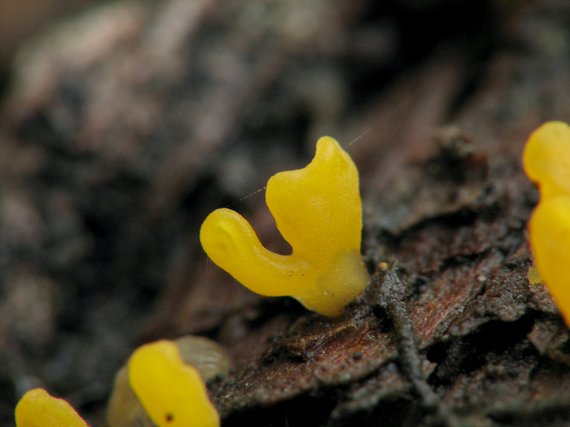 parôžkovec? Calocera?