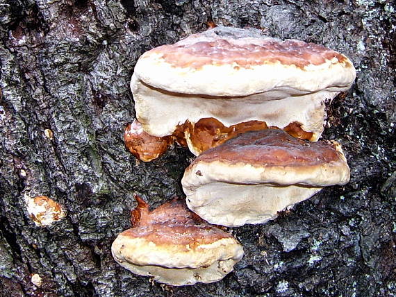 práchnovček pásikavý Fomitopsis pinicola (Sw.) P. Karst.