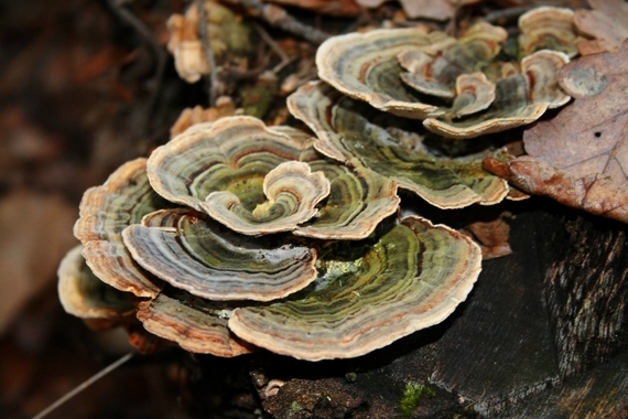 trúdnikovec pestrý Trametes versicolor (L.) Lloyd