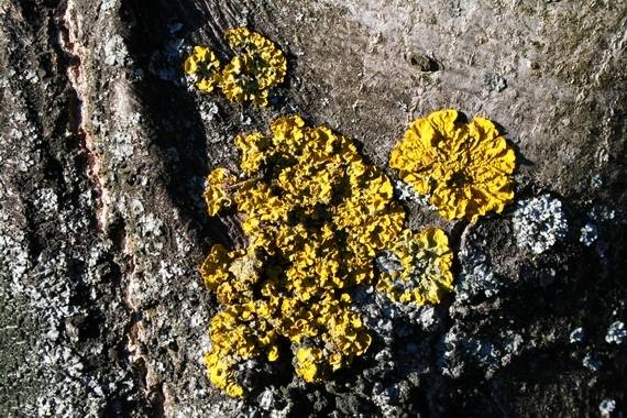 diskovník múrový Xanthoria parietina var. parietina