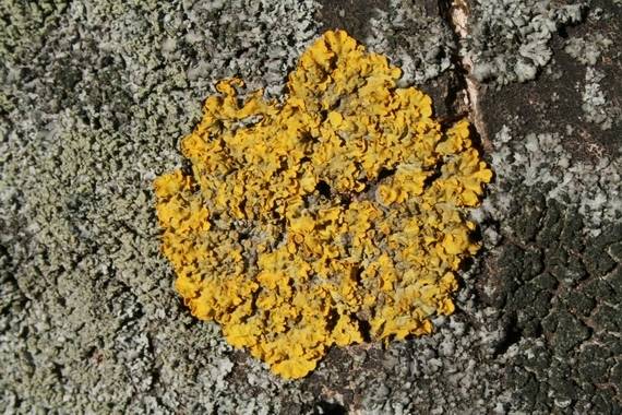 diskovník múrový Xanthoria parietina var. parietina