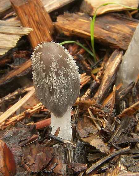 hnojník chlpatý Coprinopsis lagopus (Fr.) Redhead, Vilgalys & Moncalvo