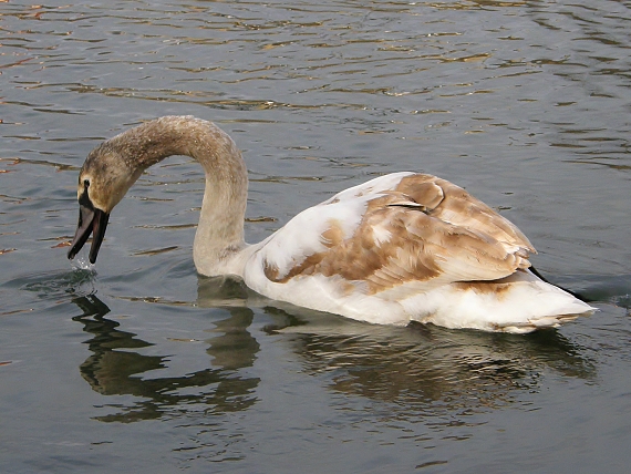 labuť hrbozobá Cygnus olor