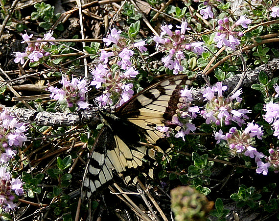 materina dúška a vidlochvost ovocný Iphiclides podalirius