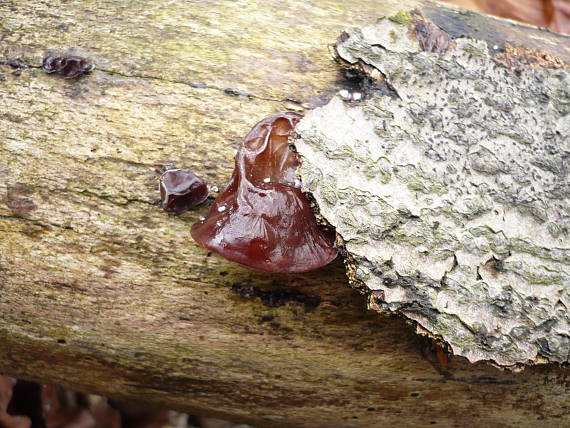 uchovec bazový Auricularia auricula-judae (Bull.) Quél.