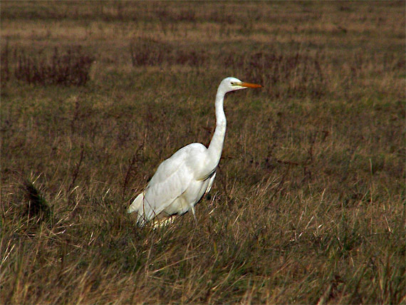 volavka biela Egretta alba