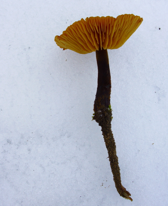 plamienka  Flammulina sp.