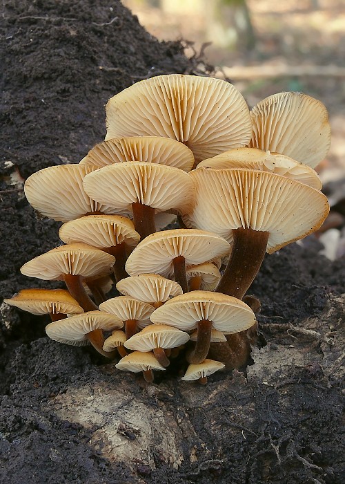 plamienka zimná Flammulina velutipes (Curtis) Singer