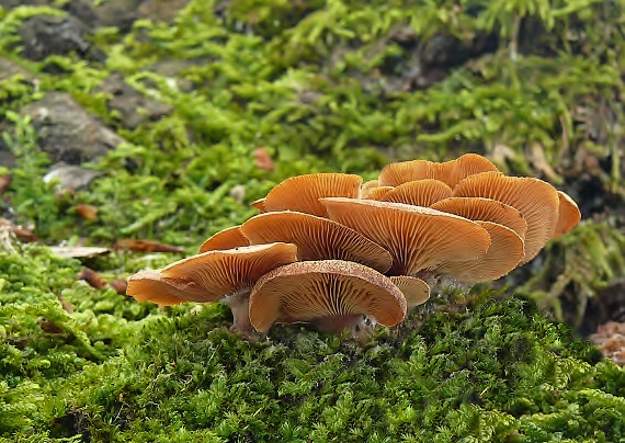 pňovka obyčajná Panellus stipticus (Bull.) P. Karst.