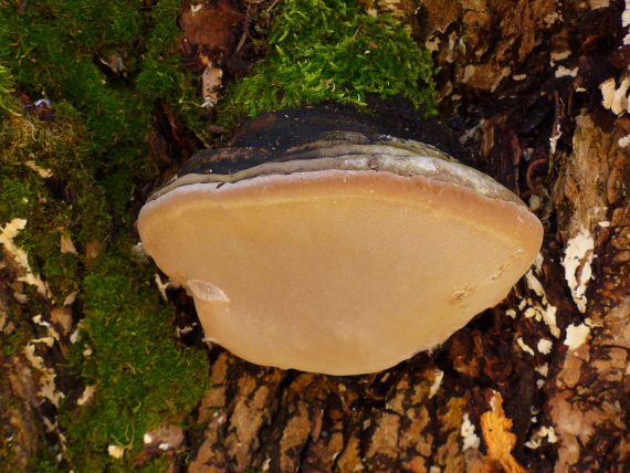 ohňovec obyčajný Phellinus igniarius (L.) Quél.