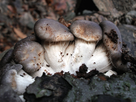 hliva ustricovitá Pleurotus ostreatus (Jacq.) P. Kumm.