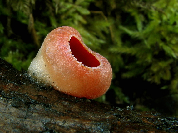 ohnivec šarlátový Sarcoscypha coccinea (Gray) Boud.