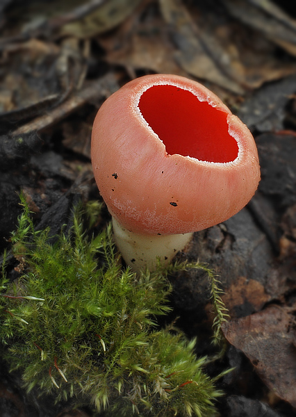 ohnivec šarlátový Sarcoscypha coccinea (Gray) Boud.