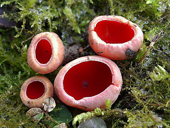 ohnivec šarlátový Sarcoscypha coccinea (Gray) Boud.