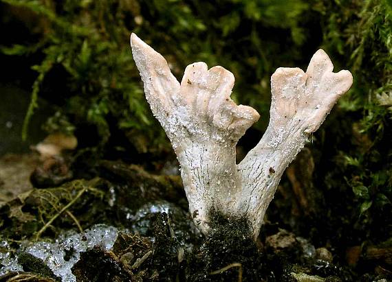 drevnatec parohatý Xylaria hypoxylon (L.) Grev.