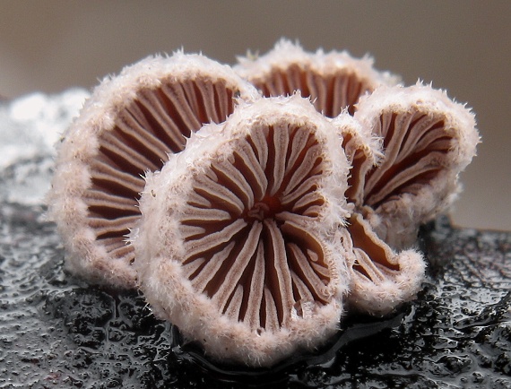 klanolupeňovka obyčajná Schizophyllum commune Fr.