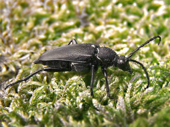 fuzáč Stictoleptura scutellata (Cerambycidae).