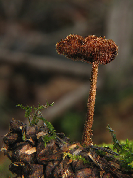 lopatovka obyčajná Auriscalpium vulgare Gray