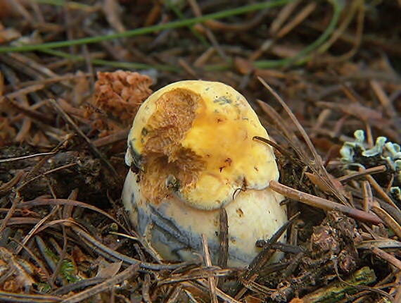 hríb zrnitohlúbikový Boletus erythropus