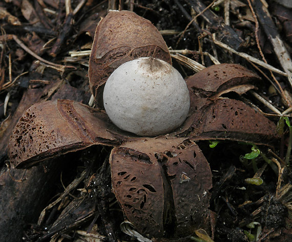 hviezdovka Geastrum sp.