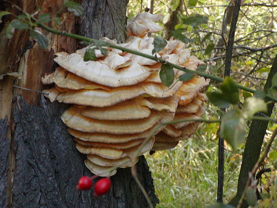 sírovec obyčajný Laetiporus sulphureus (Bull.) Murrill