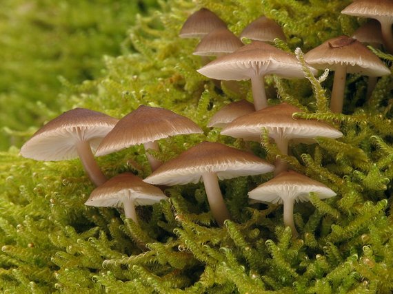 prilbička hnedosivá Mycena tintinnabulum (Paulet) Quél.