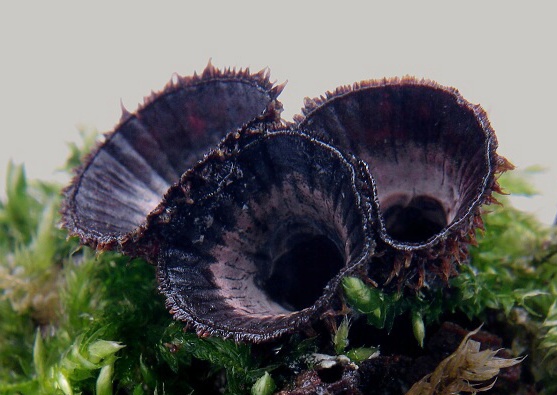 čiaškovec pásikavý Cyathus striatus (Huds.) Willd.